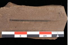 Foto (Detailansicht) von Pinus hepios Unger (NHMW-GEO-2024-0188-0218)